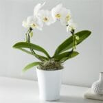 Circle of Grace Orchid - Image 2