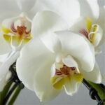 Circle of Grace Orchid - Image 2