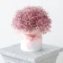 Pink Baby's Breath Flower Box