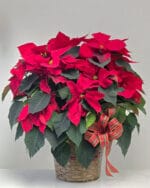 Poinsettia Plant