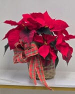 Poinsettia Plant - Image 2