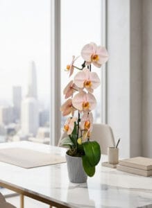 Premium Ivory Pink Orchid