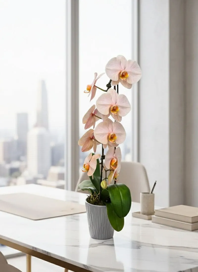 Premium Ivory Pink Orchid