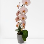 Premium Ivory Pink Orchid