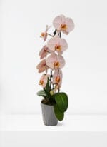 Premium Ivory Pink Orchid