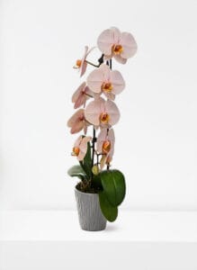 Premium Ivory Pink Orchid