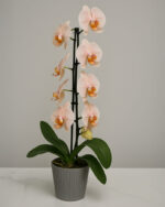 Premium Ivory Pink Orchid