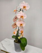 Premium Ivory Pink Orchid - Image 2