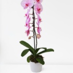 Premium Pink Potted Orchid