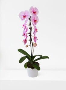 Premium Pink Potted Orchid