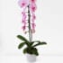 Premium Pink Potted Orchid