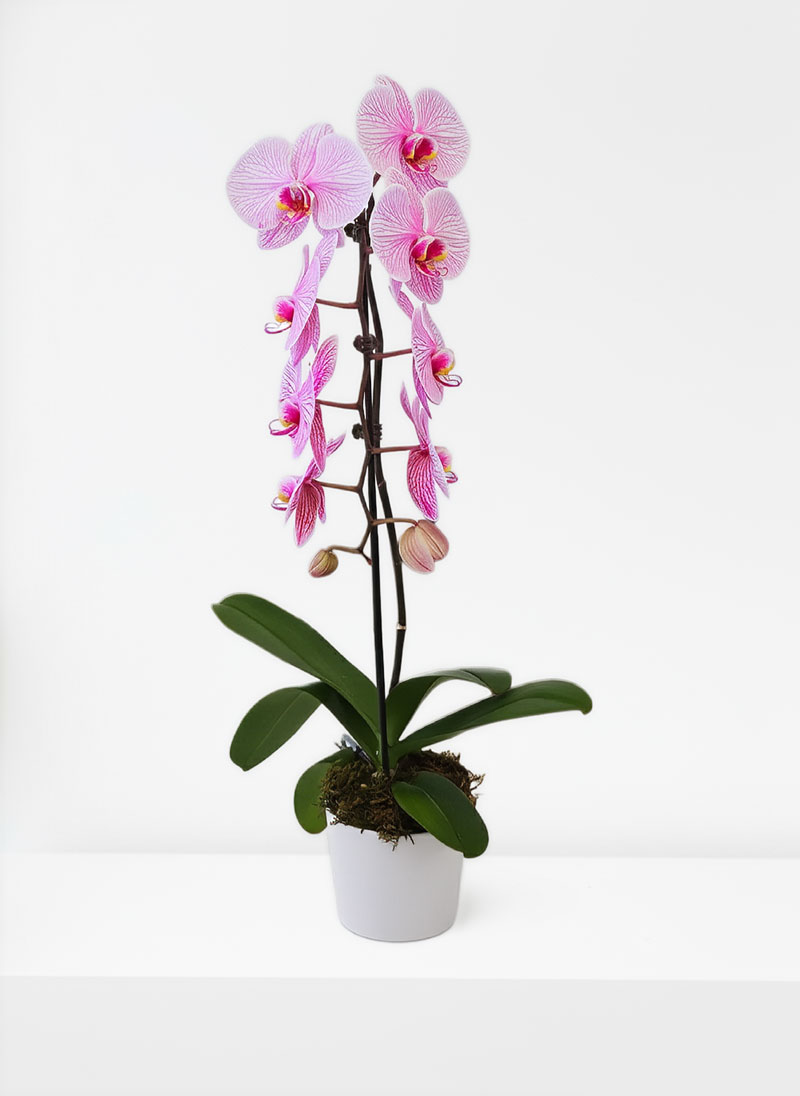 Premium Pink Potted Orchid