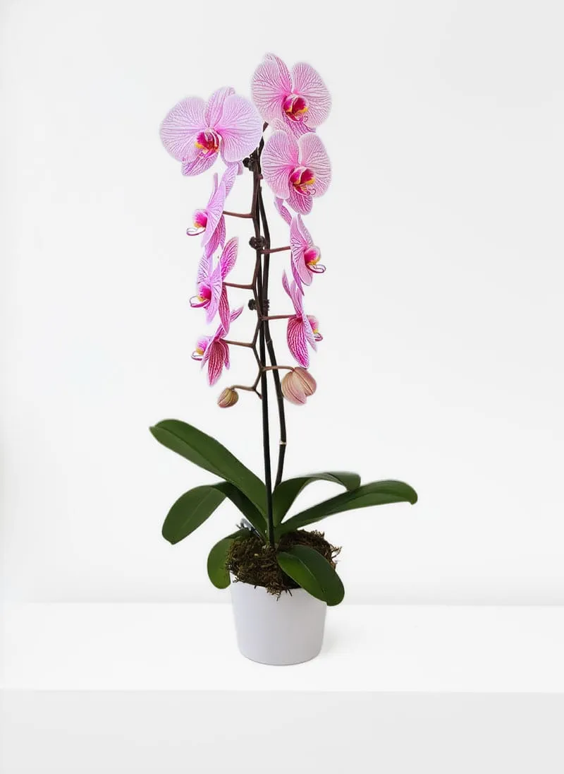 Premium Pink Potted Orchid