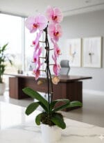 Premium Pink Potted Orchid - Image 2