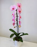 Premium Pink Potted Orchid - Image 2