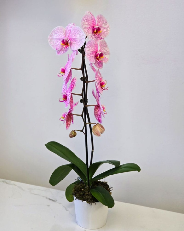 Premium-Pink-Potted-Orchid-
