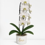 Premium White Orchid