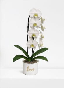 Premium White Orchid