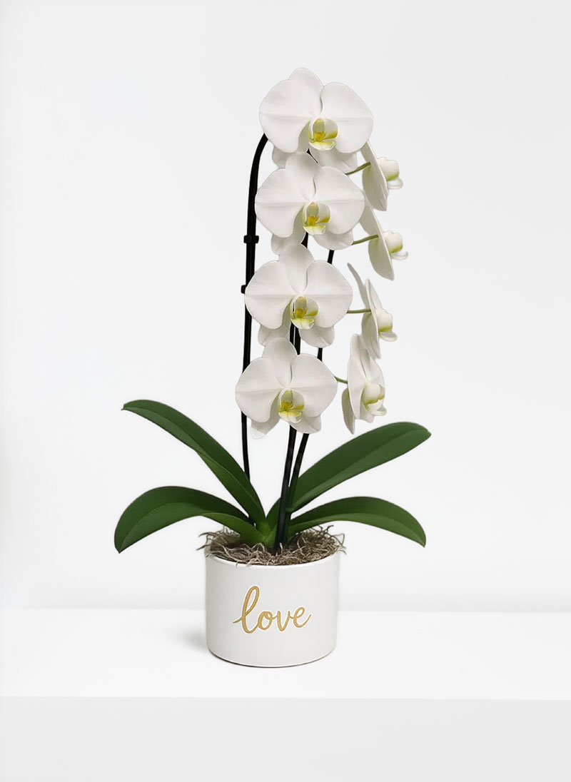 Premium White Orchid