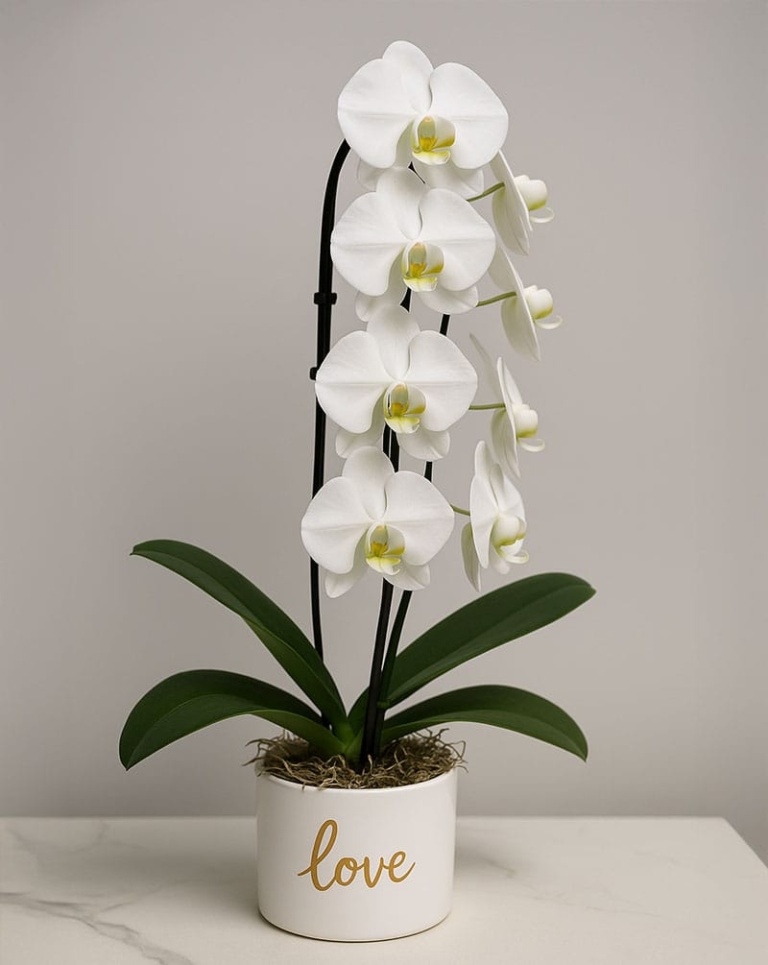 Premium White Orchid | Same Day Flower Delivery