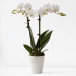 Pure Harmony Orchid