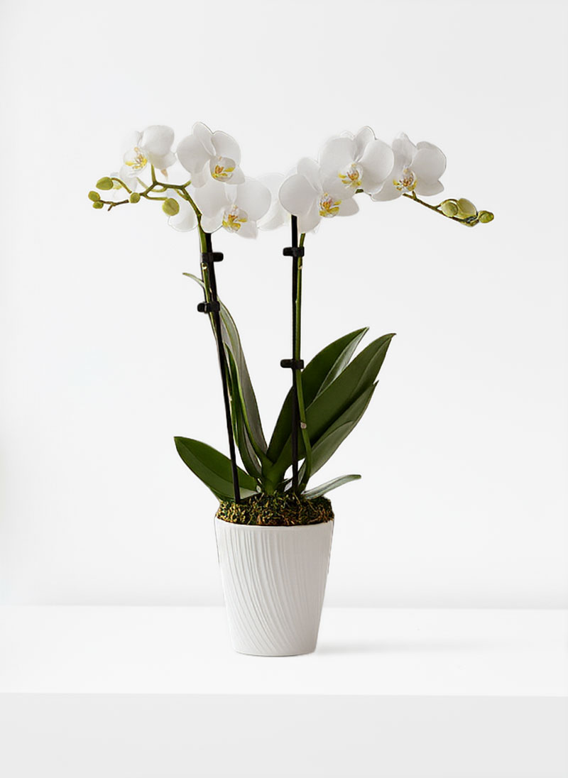 Pure Harmony Orchid