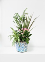 Rustic Vintage Plant
