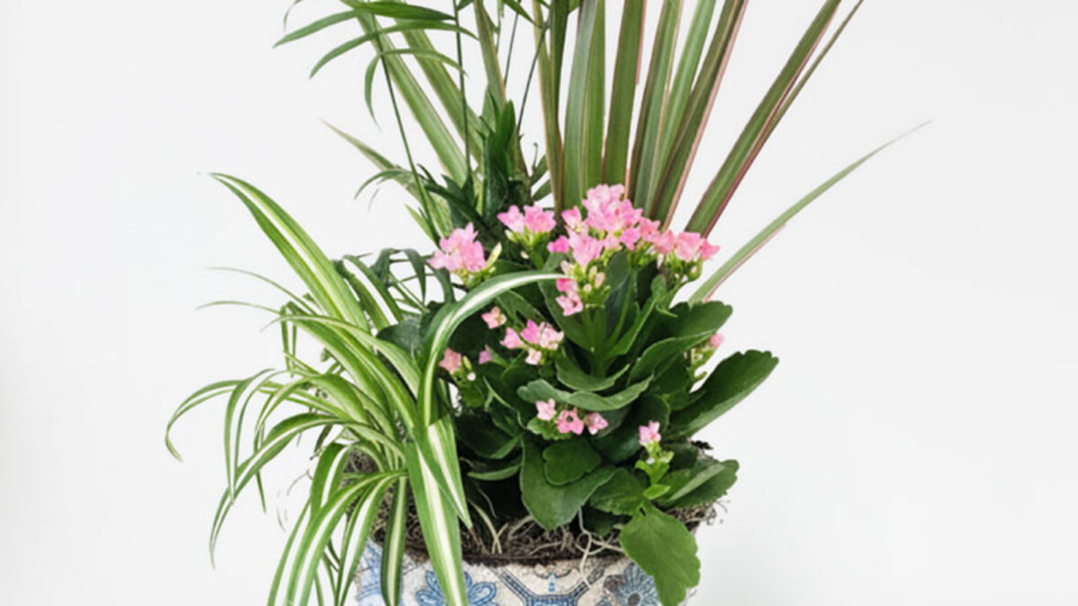 Rustic-Vintage-Plant-3456734-