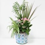 Rustic Vintage Plant