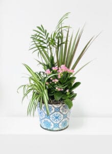 Rustic Vintage Plant