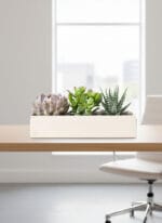 Tranquil Haven Garden Succulents