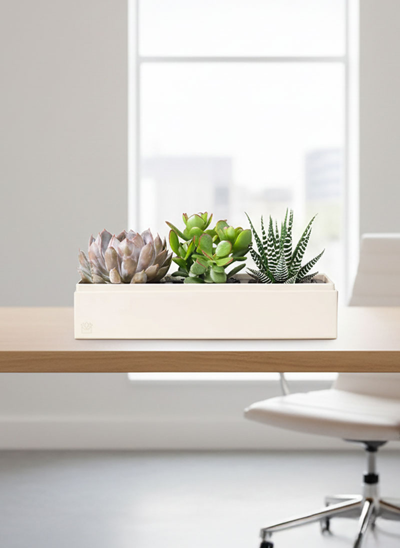 Tranquil Haven Garden Succulents