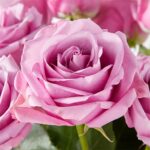 Whispered Affection Vase Arrangment - Image 3