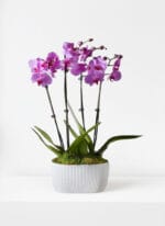 Whispers of Grace Orchid Garden