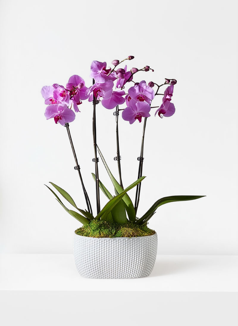 Whispers of Grace Orchid Garden