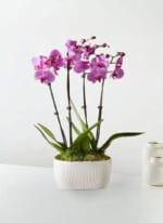 Whispers of Grace Orchid Garden