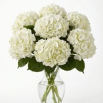 White Hydrangeas Bouquet In A Vase