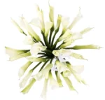 White Calla Lily Bridal Bouquet - Image 2