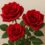 Freedom roses