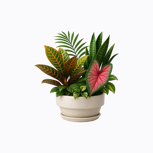 plants