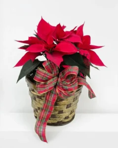 6 Inch Poinsettia Plant