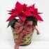 6 Inch Poinsettia Plant