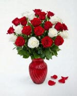 24 Red and White Roses in a Red Vase