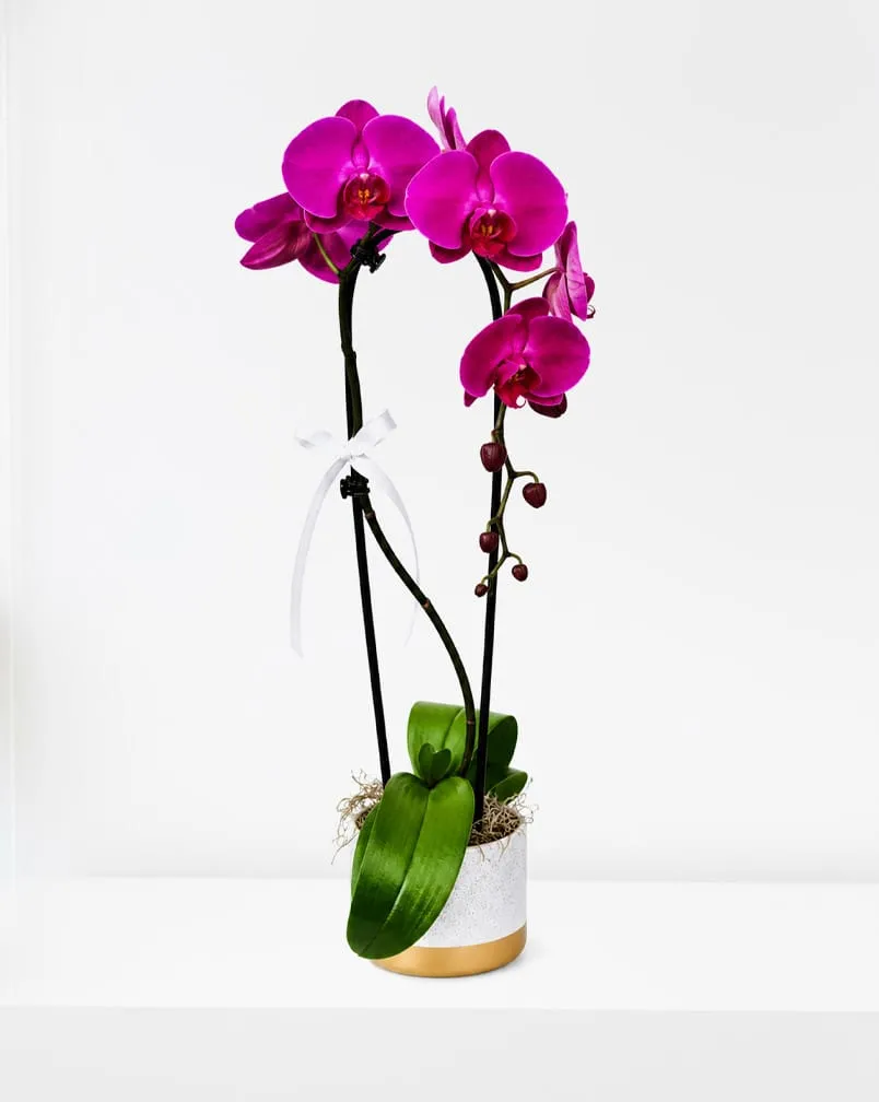 Royal Purple Orchid Plant