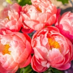 Can I Buy Peonies Outside of Spring?
