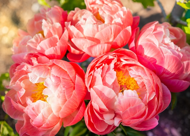 Can I Buy Peonies Outside of Spring?