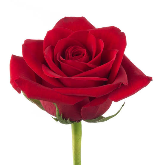 Extra Rose