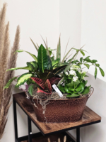 Copper Violet Cascade Plant Garden