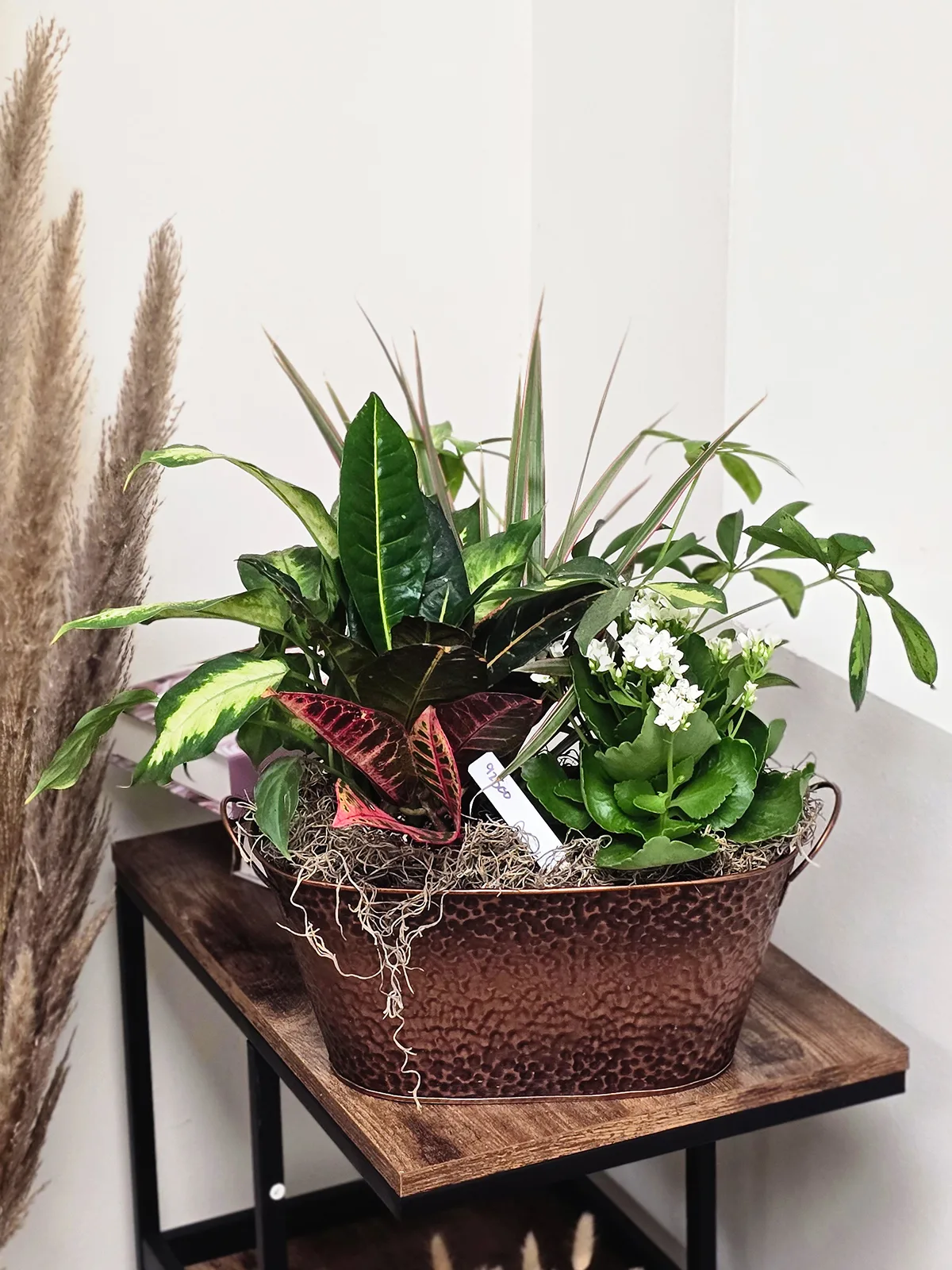 Copper Violet Cascade Plant Garden