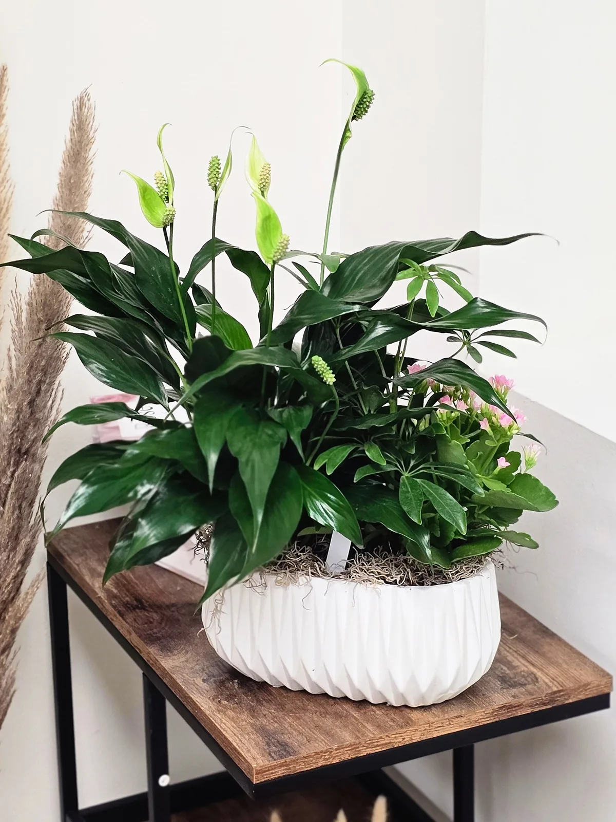 Ivory Garden Glow Plant